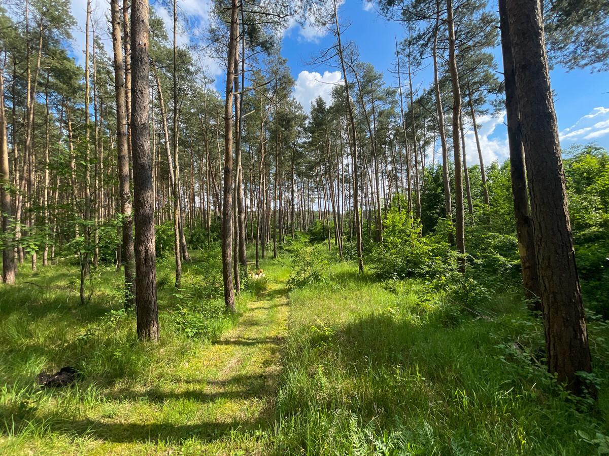 Attraktives Grundstück mit Grünland, Wald- und Gewerbefläche - Ansicht